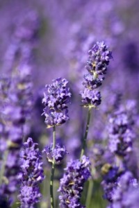 lavender nanaimo